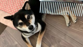 柴犬へのスリッカーブラシの使い方 かけかたを写真 動画で解説 抜け毛は減る Dog As Life